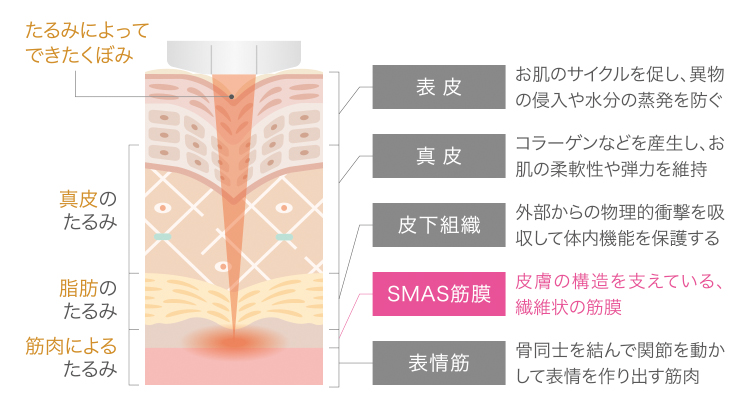 イラスト_SMAS筋膜説明