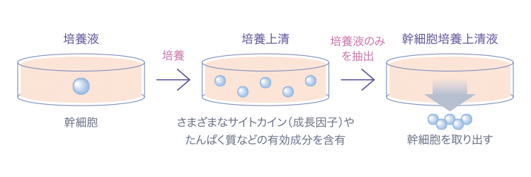 図_幹細胞培養上清液